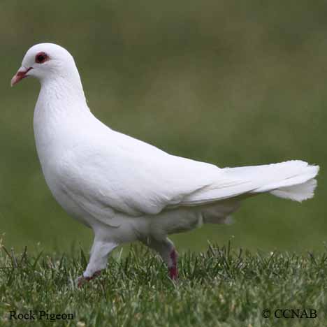 Rock Pigeon