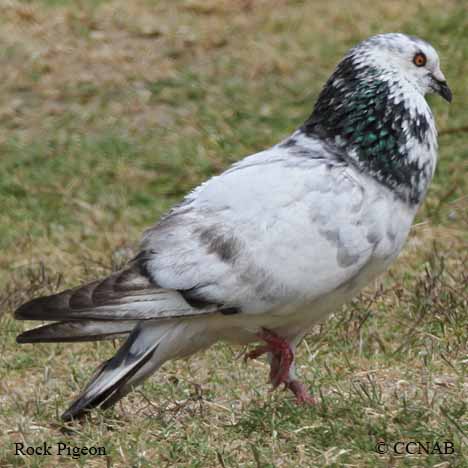 Rock Pigeon