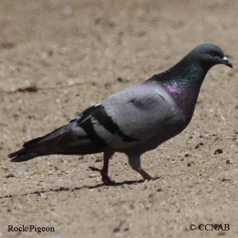 Rock Pigeon