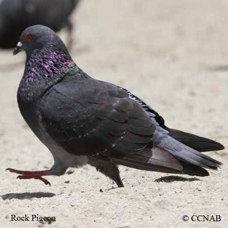 Rock Pigeon