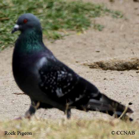 Rock Pigeon