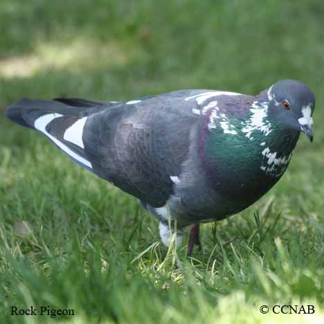 Rock Pigeon