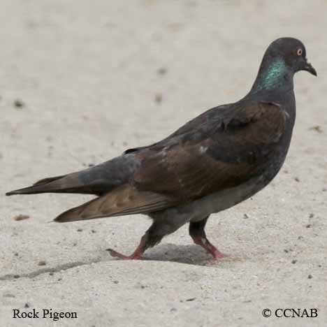 Rock Pigeon