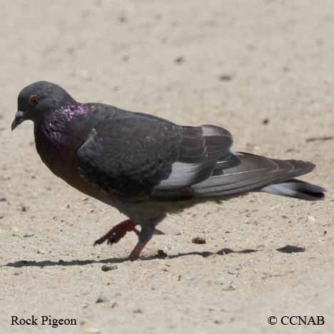 Birds of North America