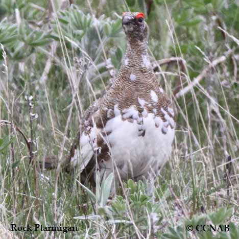 Rock Ptarmigan