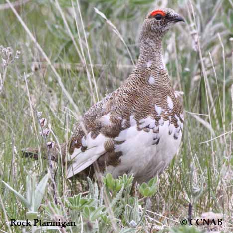 Rock Ptarmigan