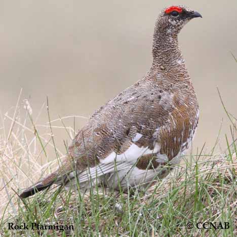 Rock Ptarmigan