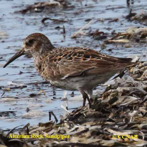 Rock Sandpiper (Aleutian)