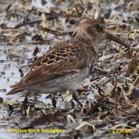 Rock Sandpiper (Aleutian)