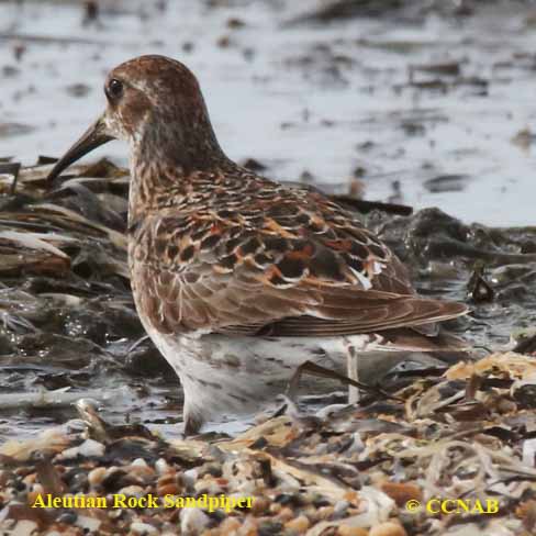 Rock Sandpiper (Aleutian)