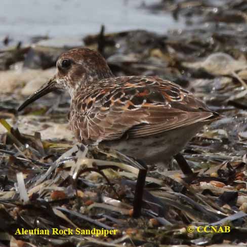 Rock Sandpiper (Aleutian)