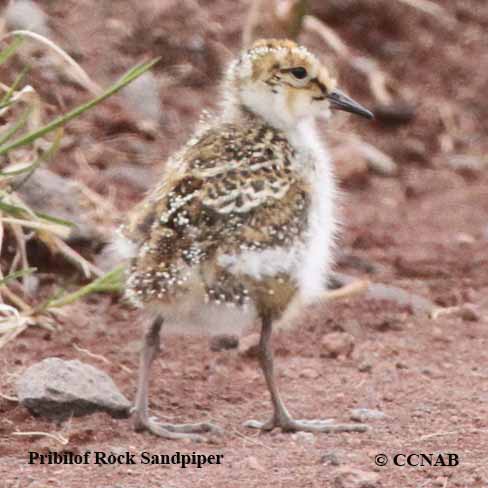 Rock Sandpiper (Pribilof)