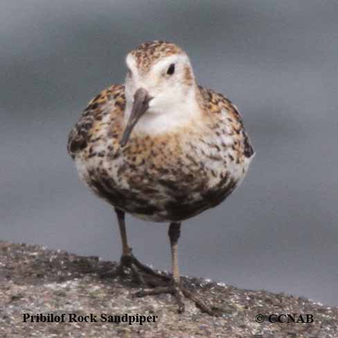 Rock Sandpiper (Pribilof)