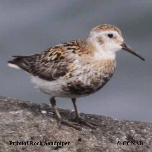 Rock Sandpiper (Pribilof)