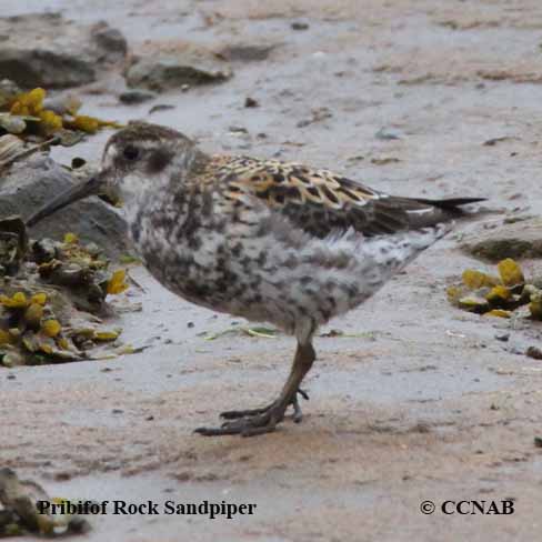 Rock Sandpiper (Pribilof)