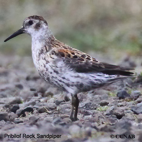 Birds of North America