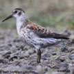 Rock Sandpiper (Pribilof) range map