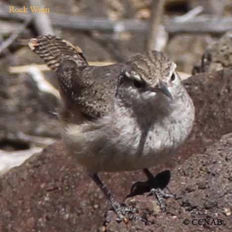 Rock Wren