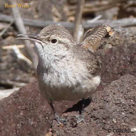 Rock Wren