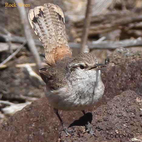 Rock Wren