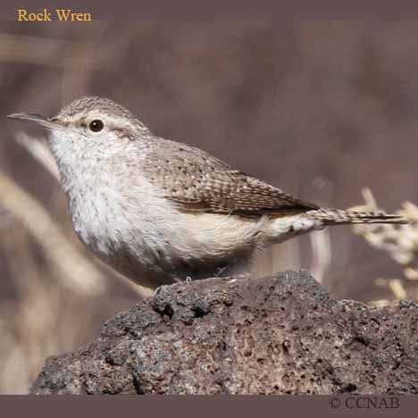 Rock Wren