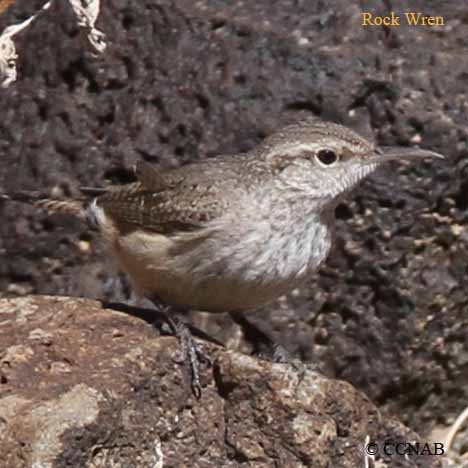 Rock Wren