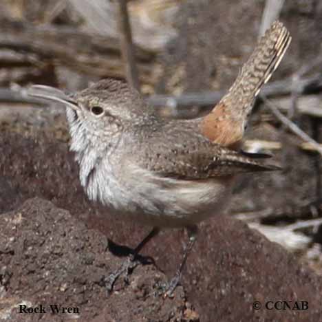 Birds of North America