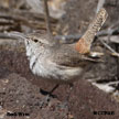 Rock Wren range map