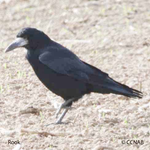 Rook Bird Facts  Corvus Frugilegus