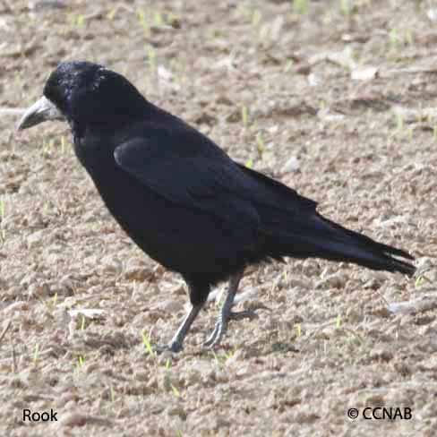 Rook, Bird Identification Guide