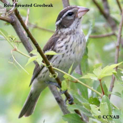 Rose-breasted Grosbeak