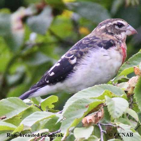 Rose-breasted Grosbeak