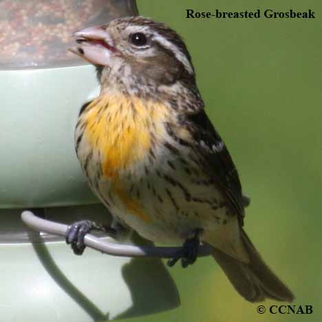 Rose-breasted Grosbeak