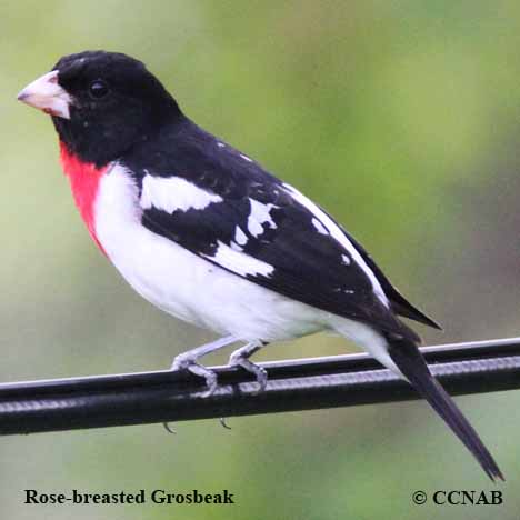 Birds of North America