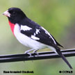 Rose-breasted Grosbeak range map