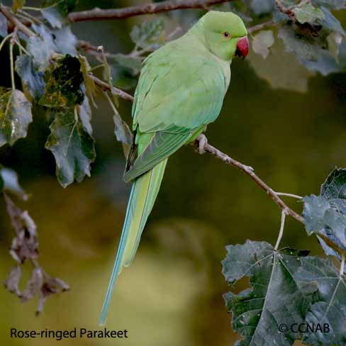 Rose-ringed Parakeet