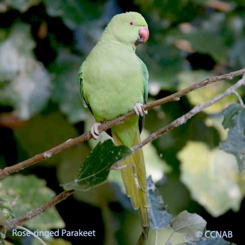 Rose-ringed Parakeet