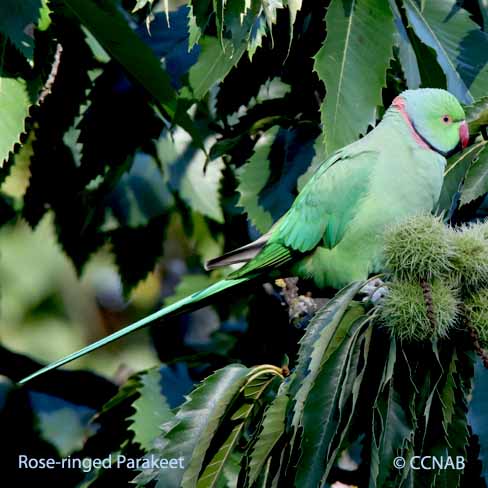 Rose-ringed Parakeet