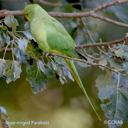 Birds of North America