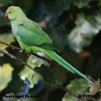 Rose-ringed Parakeet range map