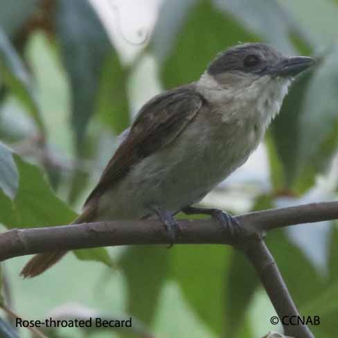 Rose-throated Becard