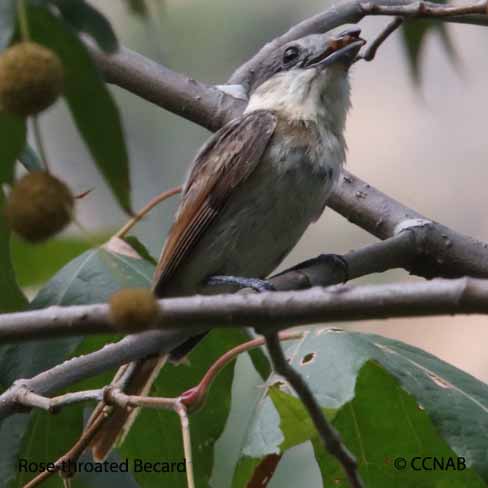 Rose-throated Becard