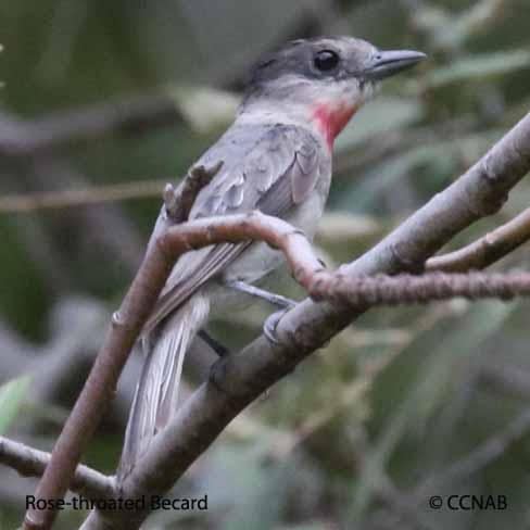 Rose-throated Becard