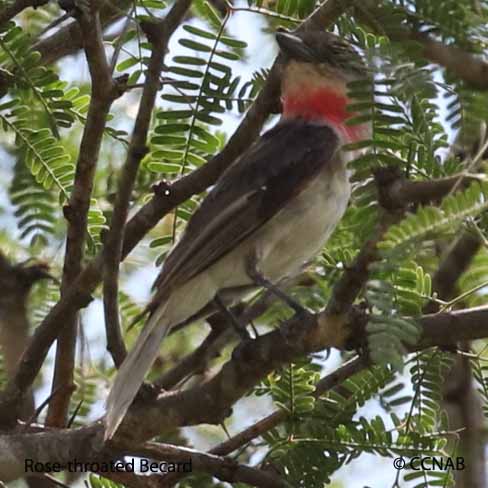 Rose-throated Becard