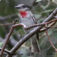 Rose-throated Becard range map