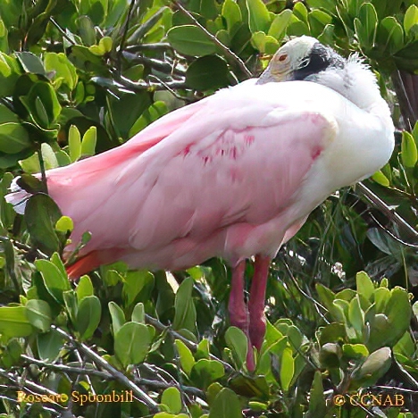 Roseate Spoonbill