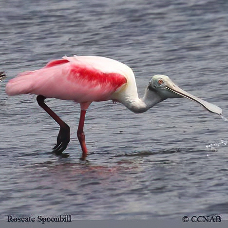 Roseate Spoonbill