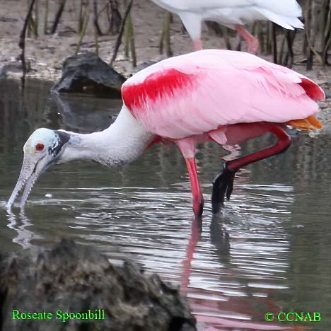 Roseate Spoonbill