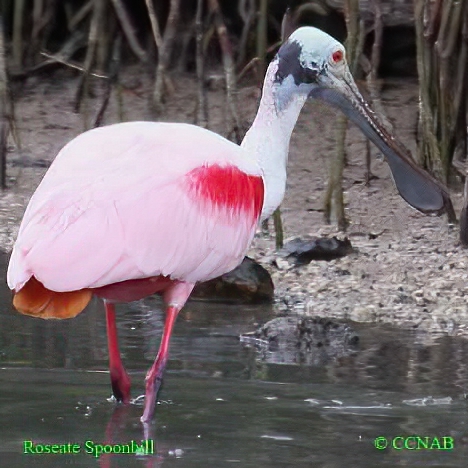 types of spoonbill bird