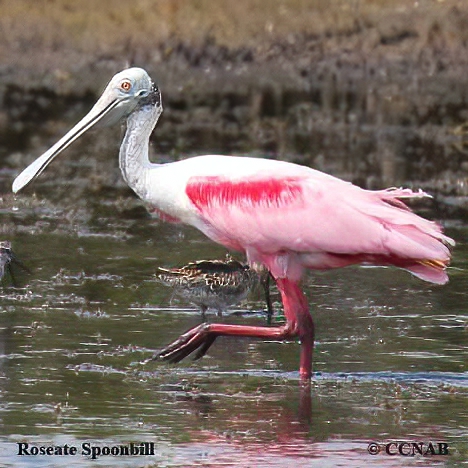 Roseate Spoonbill